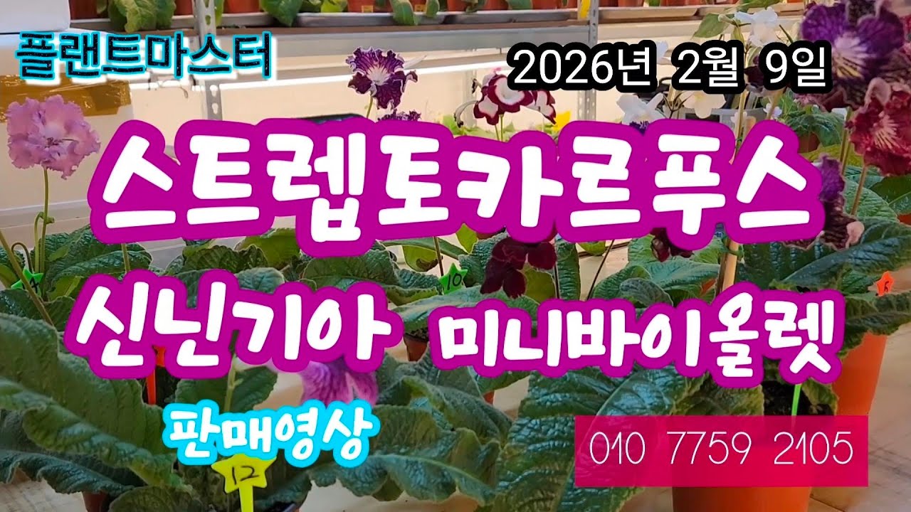 스트렙토카르푸스 신닌기아 미니바이올렛  판매영상 올립니다  2026년  2월 9일