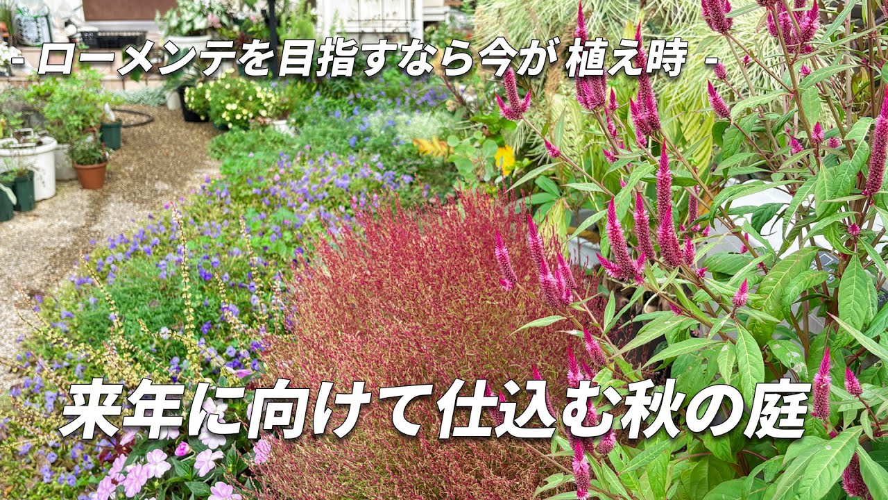 ローメンテを目指すなら 秋は植え時、来年のために多年草を迎えるガーデニング　秋の庭で咲く花　3か月で4回開花した人気のレウコフィラム爆伸び　種から苗を育てる 失敗しない苗作り