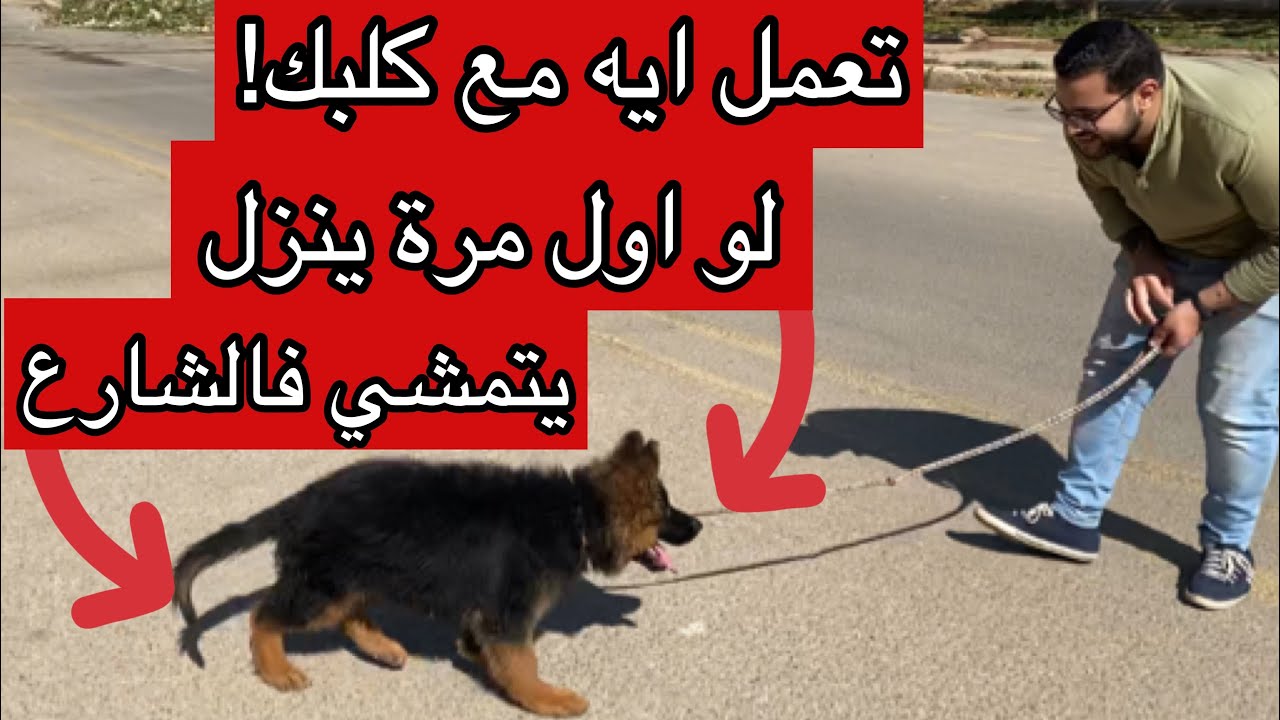 تعمل ايه مع كلبك لو اول مره ينزل الشارع | فيديو مهم جداً | how to walk with your dog for first time
