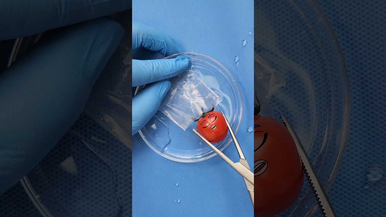 У Помидора есть малыш! #shorts