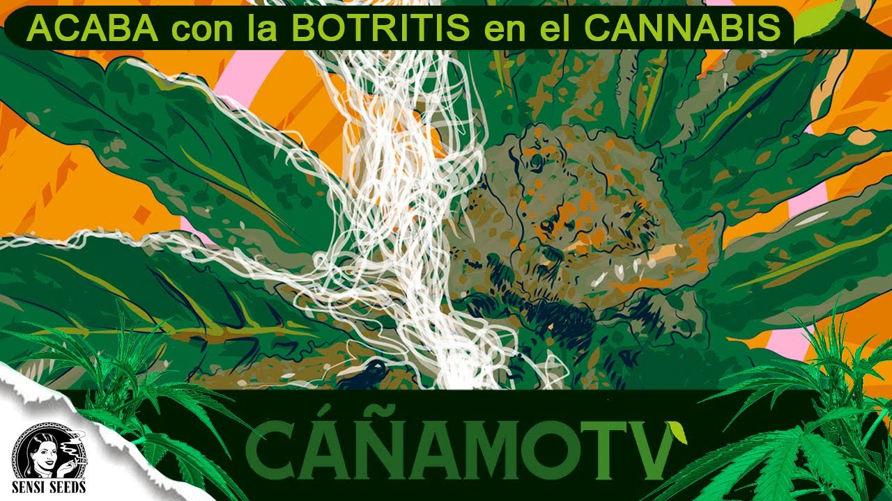 &iexcl;ELIMINA la BOTRITIS de tus FLORES y PLANTAS de C4NN4BIS!
