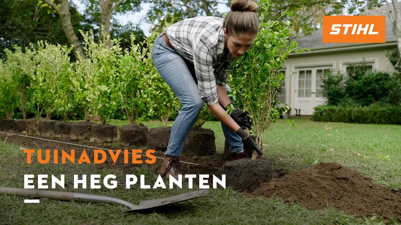Een heg planten - STIHL Tuinadvies