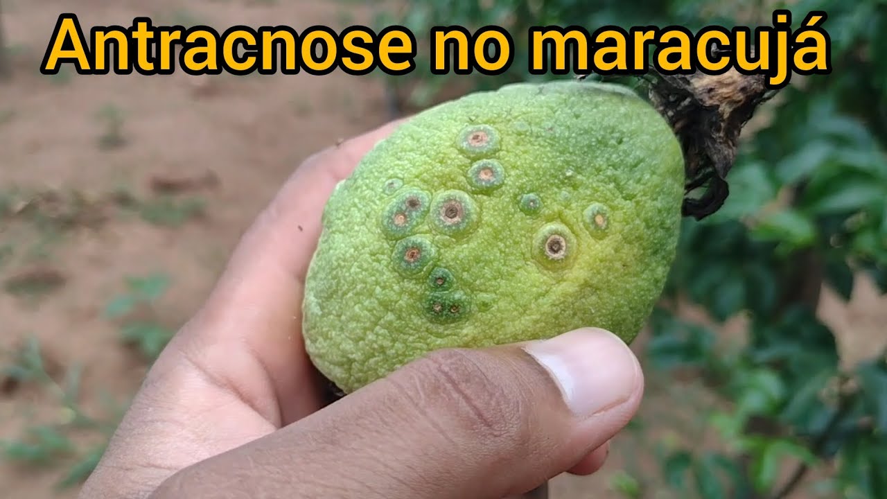 Antracnose no maracujá, como combater ? #agro #nature #agriculture