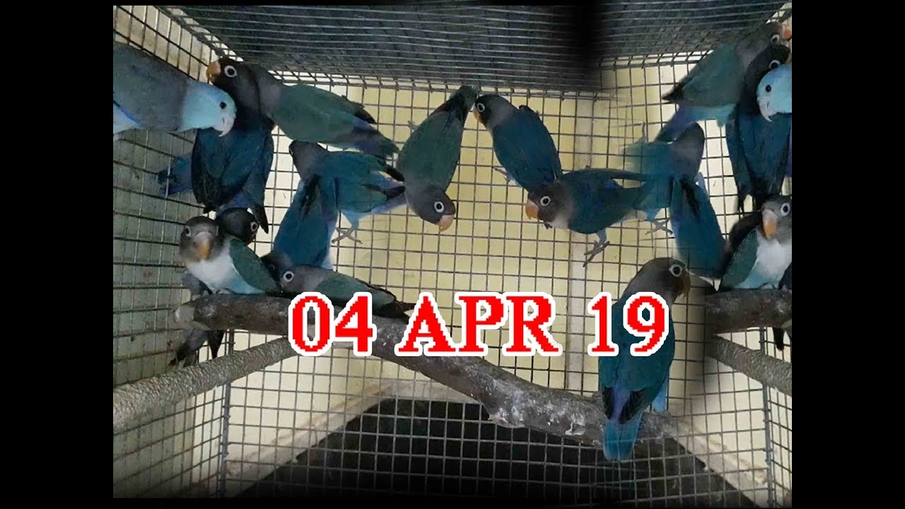LOVEBIRDS CHICKS SELF & SEPERATE (4TH CLUTCH)
