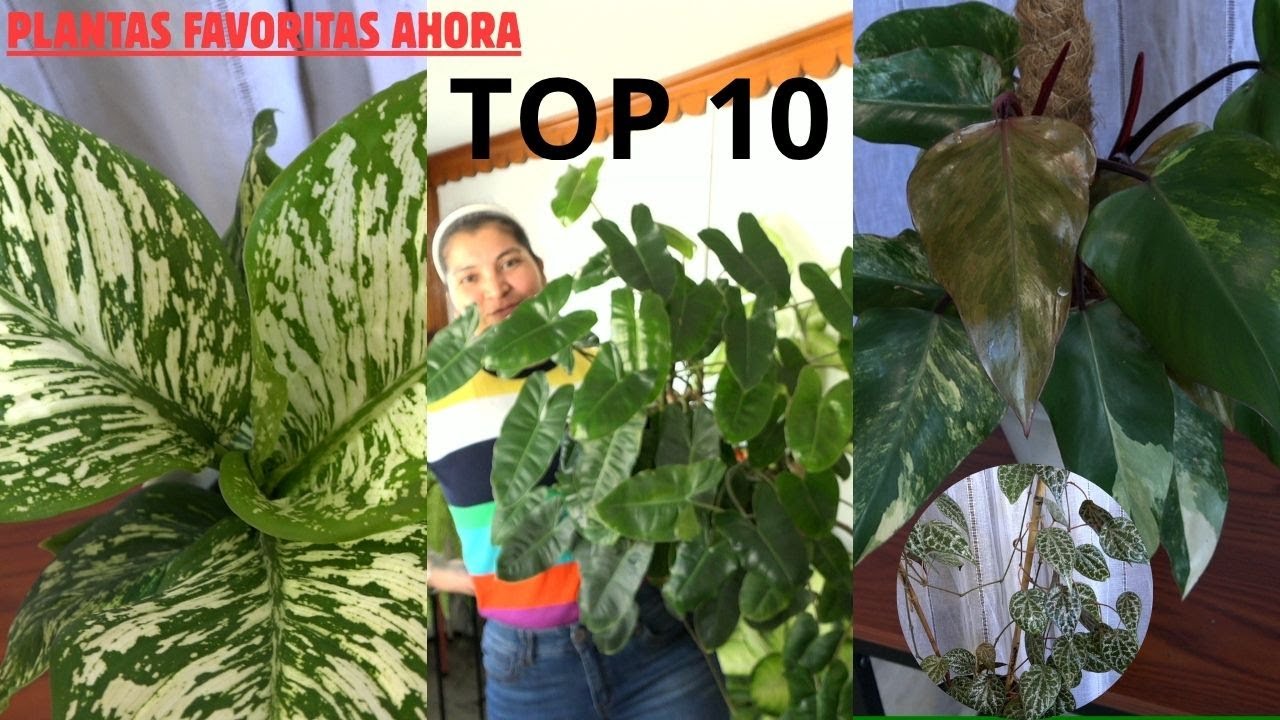 TOP 10 plantas  favoritas ahora