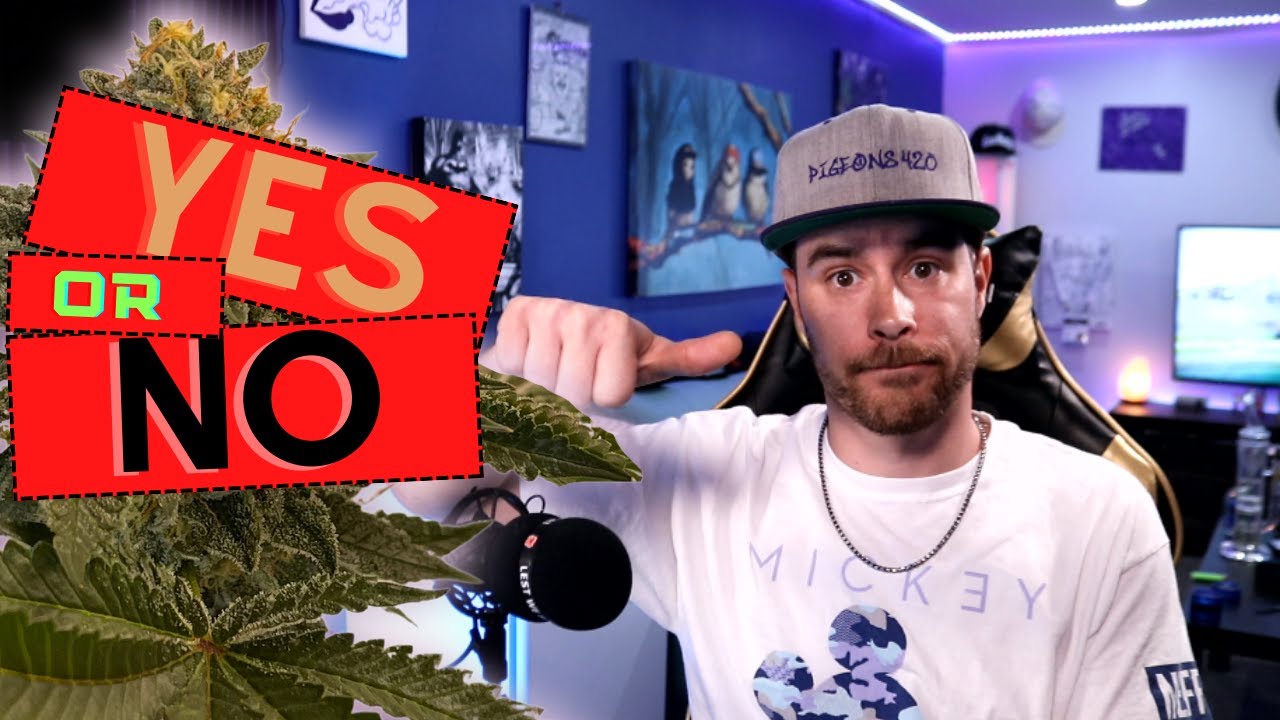 Should You WASH YOUR PLANTS AFTER HARVEST?? | BUDWASHING