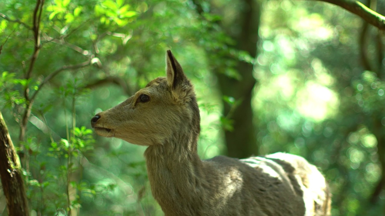 Минутный звук природы