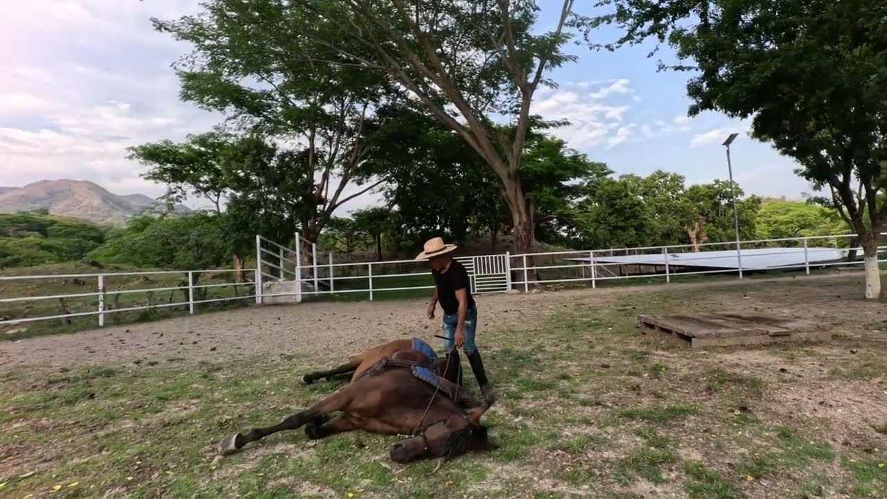 “Caballos bailadores entrenando en Morazán 😱🐎🔥”@DesmadreCampirano 