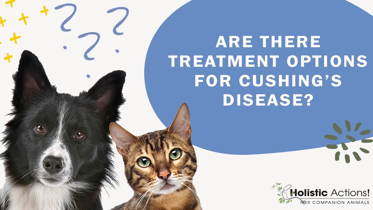 FAQ: Are there treatment options for Cushing&rsquo;s Disease?