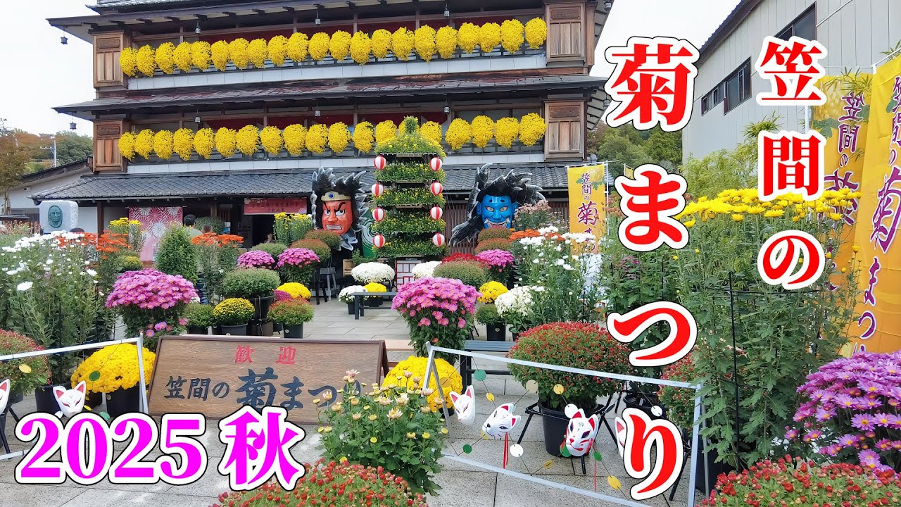 🌼笠間の菊まつり2025秋 #笠間の菊まつり #茨城県 #笠間稲荷神社 #秋の風景 #菊人形 #花まつり #癒しの映像 #地域の魅力発信 