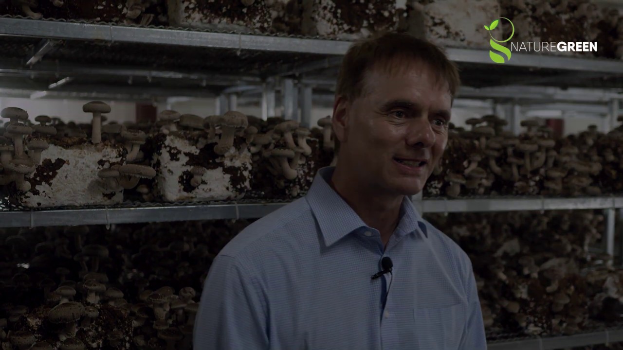 NatureGreen - Shiitake mushroom farming, production and wholesaler in Ukraine