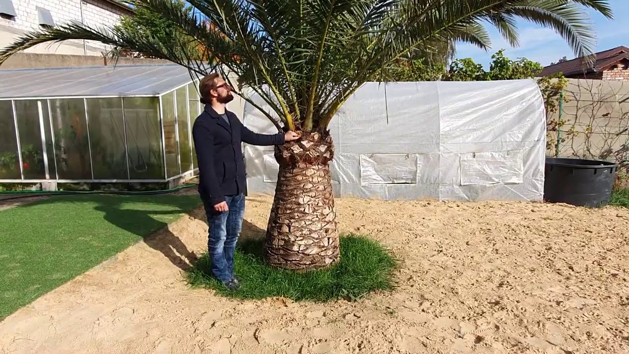 BestpalmTV. Olbrzmi daktylowiec Phoenix canariensis u Krystiana. Sadzenie, zabezpieczanie, wzrost.
