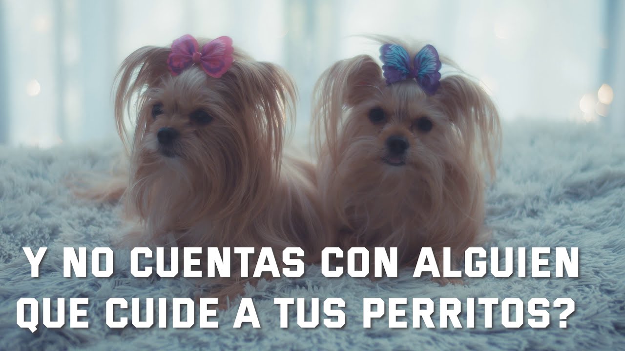 HOTEL CANINO
