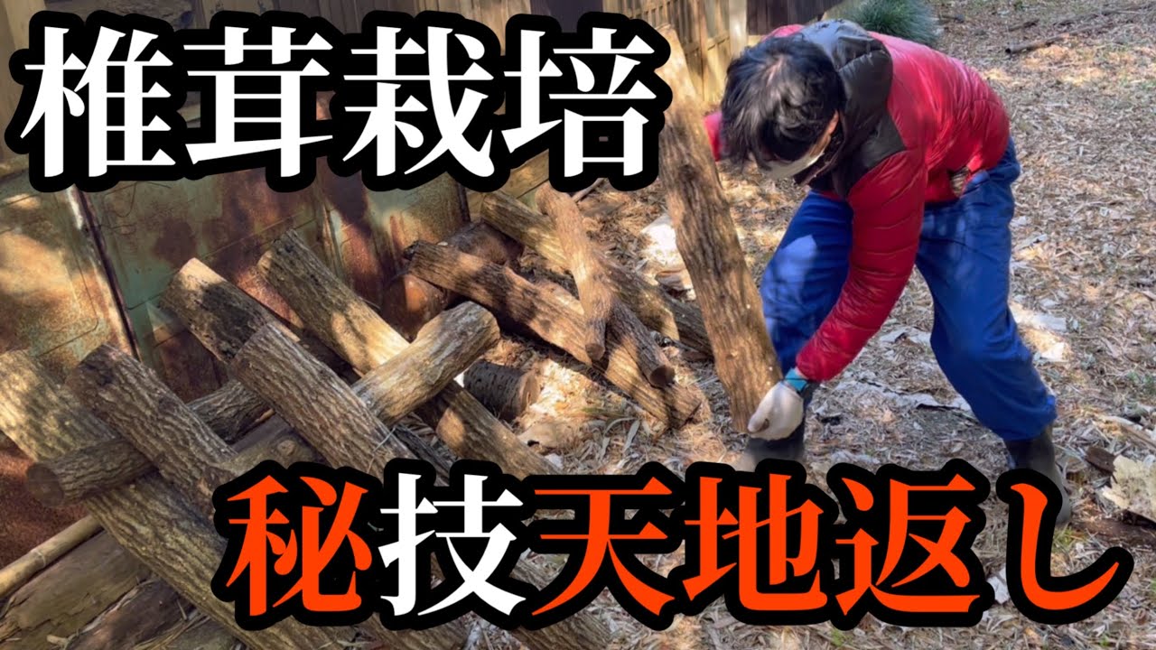 【椎茸栽培】秘技天地返し