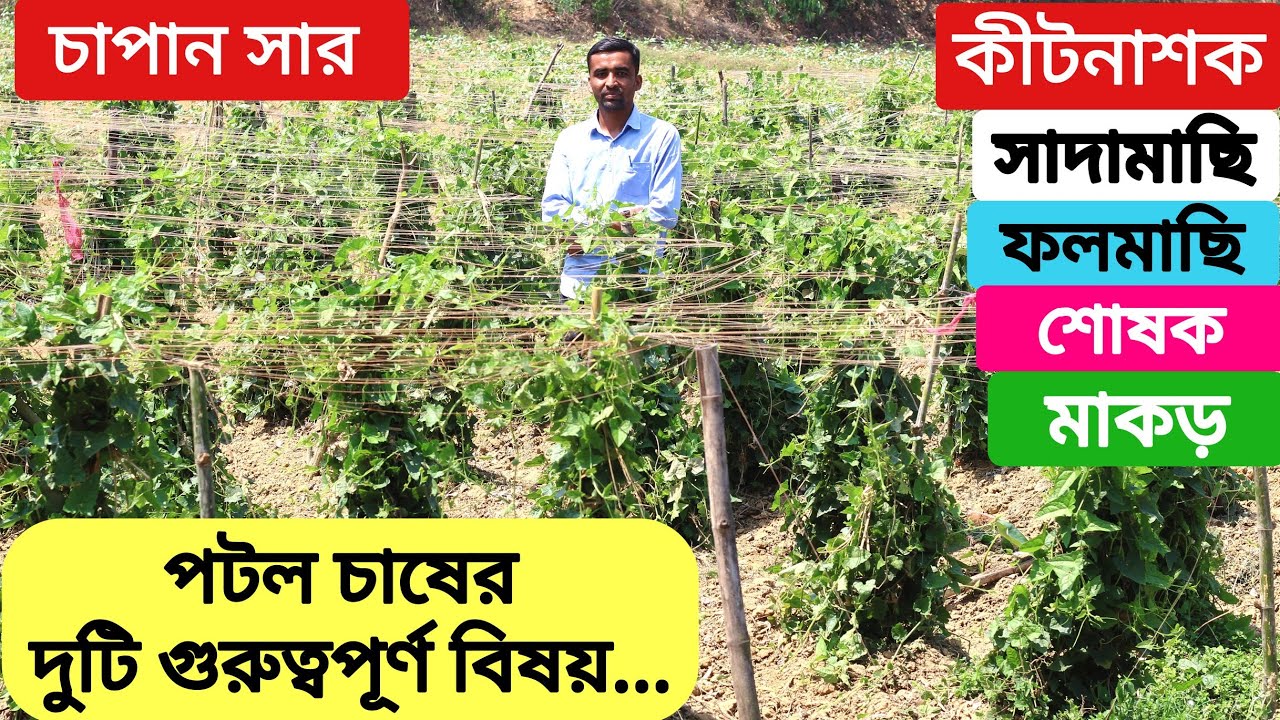 পটল চাষে বেশি ফলন পেতে কি কি চাপান সার ও কীটনাশক ব্যবহার করবেন? সাদামাছি, শোষক, মাকড় দমনের উপায়।