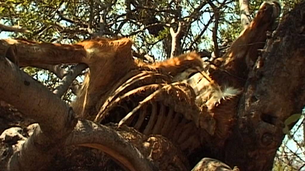 Kalahari (Africa) Vacation Travel Video Guide