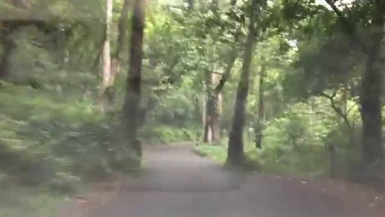 The Central Travancore Forest Road