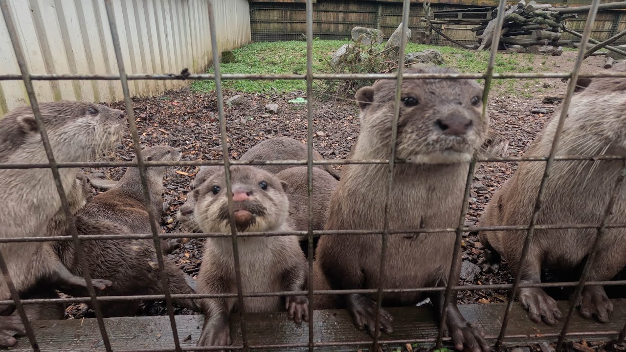 Otter Conservation - Buckfast Butterfly & Otter Sanctuary