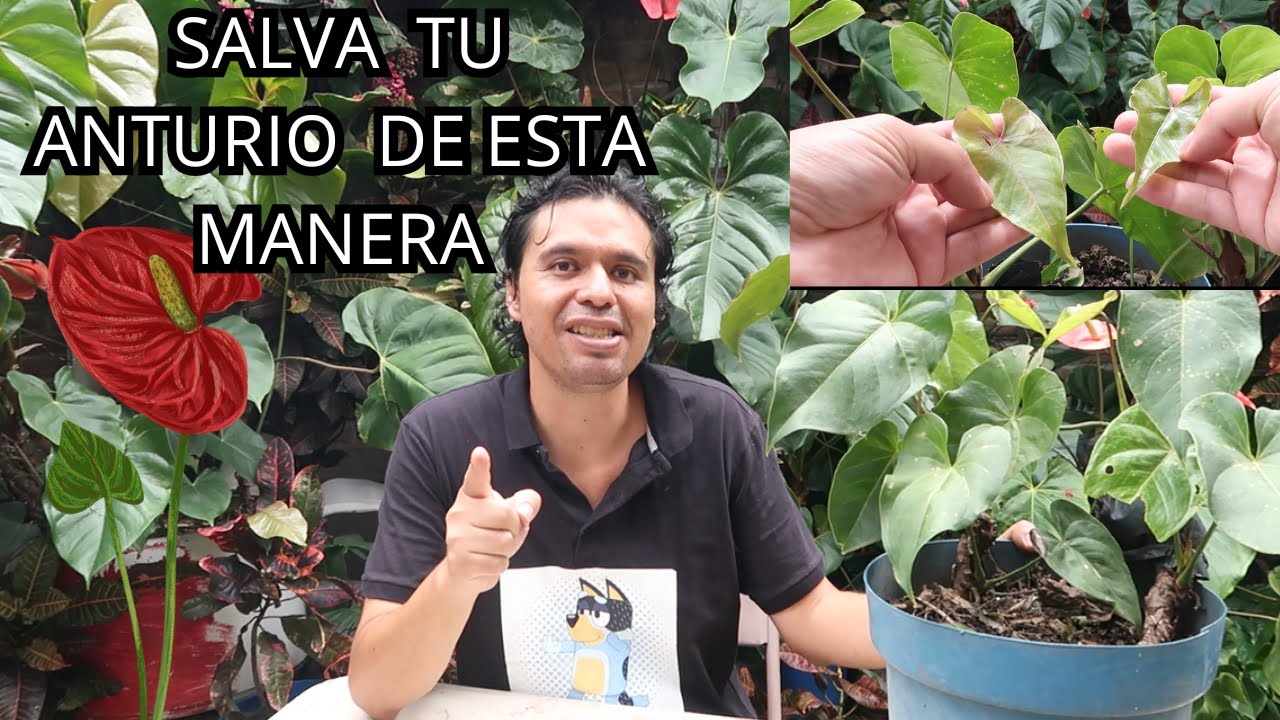 🌿 ¡Rescata y Multiplica tu Anturio! 👉 Recuperación + Reproducción Paso a Paso 🌸