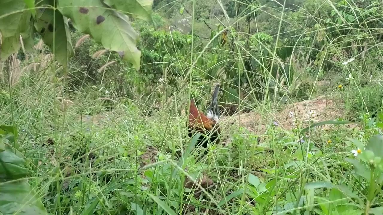 This is the perfect bait for trapping wild chickens, Anh. 02/15/2026