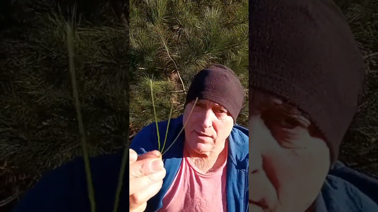 &iquest;C&oacute;mo distinguir al Pinus radiata de los dem&aacute;s pinos en Espa&ntilde;a? 🌲 El secreto del pino de Monterrey