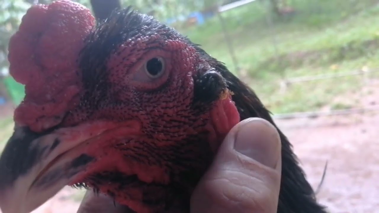 tutuli or luga ng manok paano gamutin at linisin?