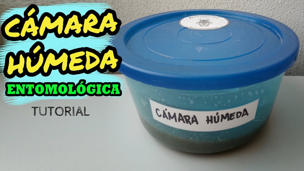 CÁMARA HÚMEDA PARA INSECTOS | TUTORIAL