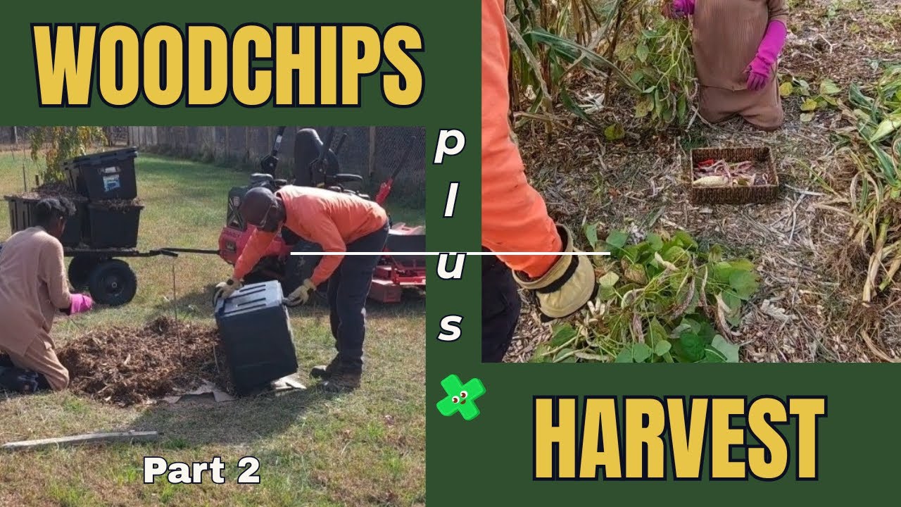 Farm Vlog #2| Wood-Chip Mulching Trees + Corn Cleanup + Bean Harvest