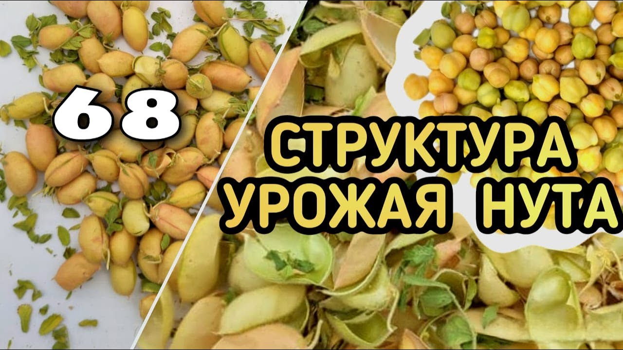 Используйте это простое правило для идеального междурядья! Семена нута 2024!