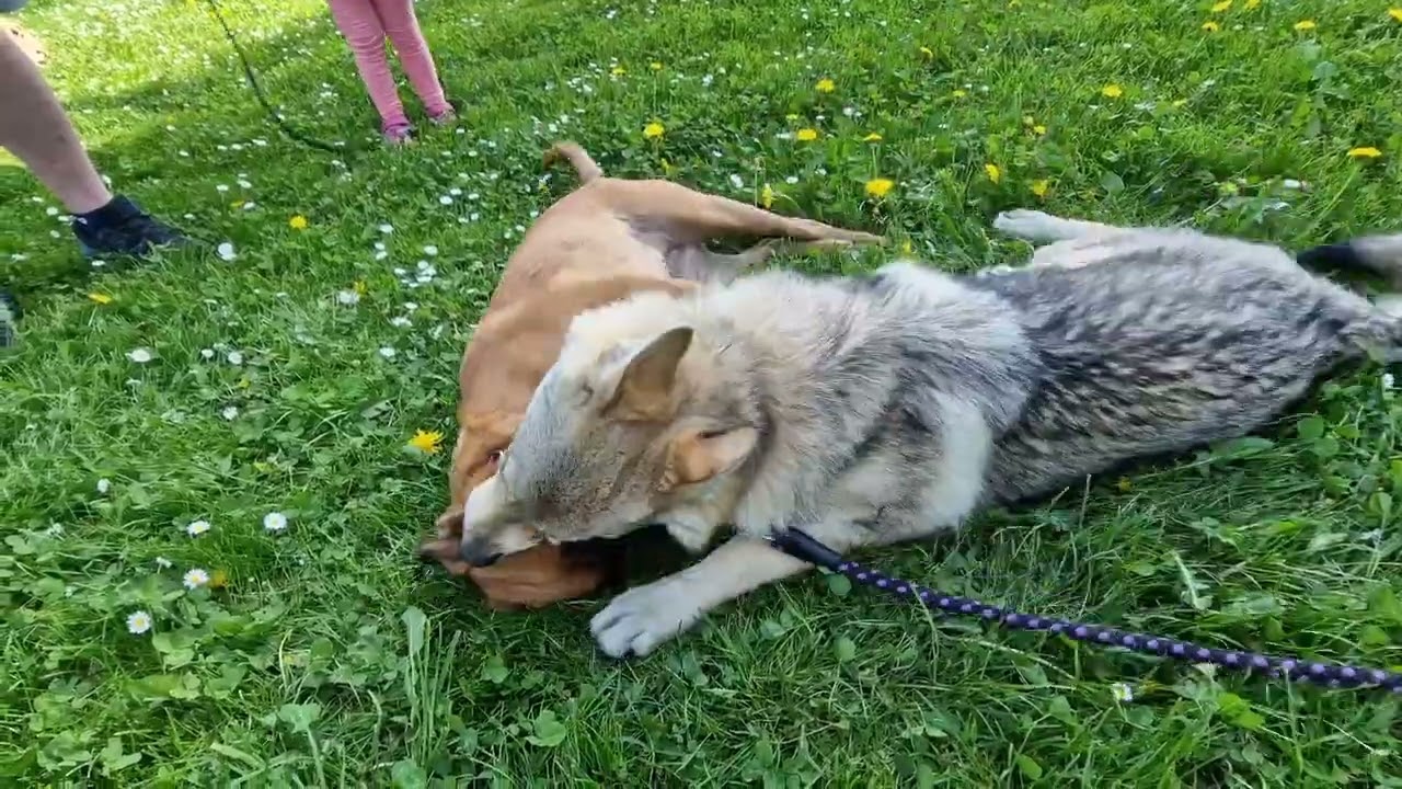 Československý Vlčák rodinné záběry part.2