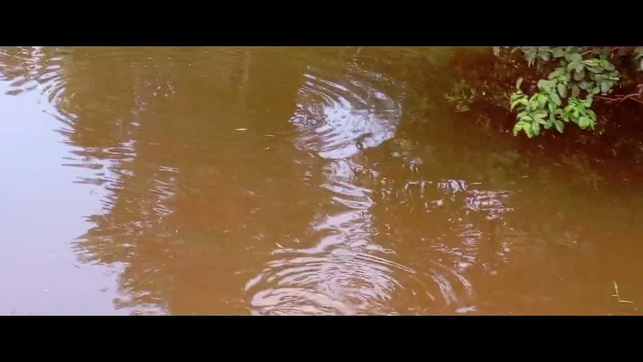 hora do lanche assista até o final só pra ver que espetáculo 🎭🎭😃😃