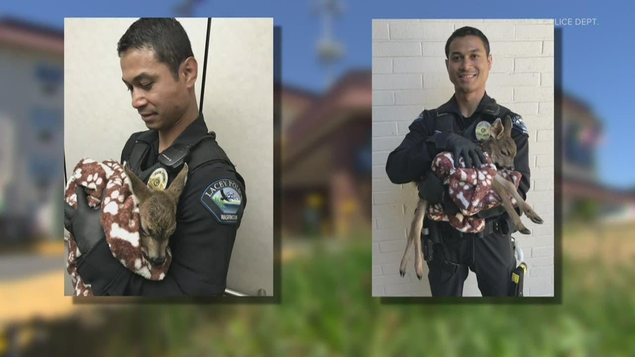 Lacey police find baby deer in hotel bathroom