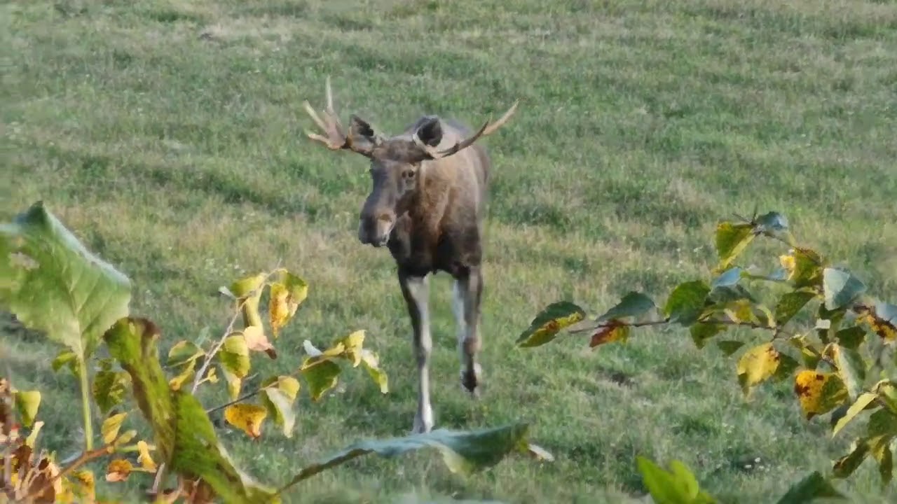 Bukowisko na terenie Nadleśnictwa August&oacute;w