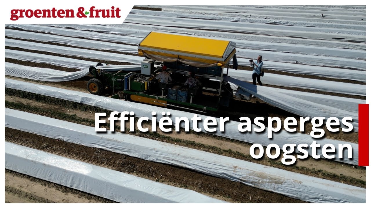 Asperges oogsten met hulp van een machine en een speciaal folie