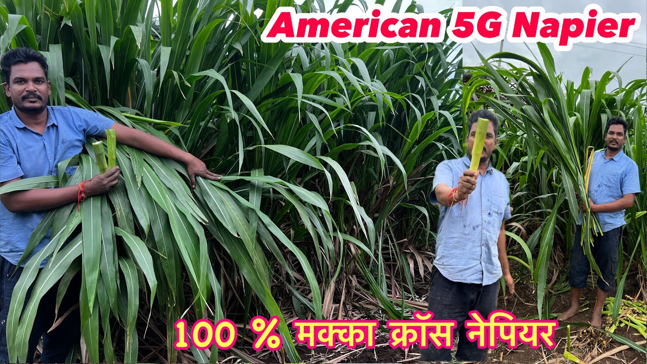 50% शेतकरी अमेरिकन 5g नेपियर गवताच्या लागवडीत विफल ठरले आहे,कशामुळे झाले असेल असे..?american5gnapier