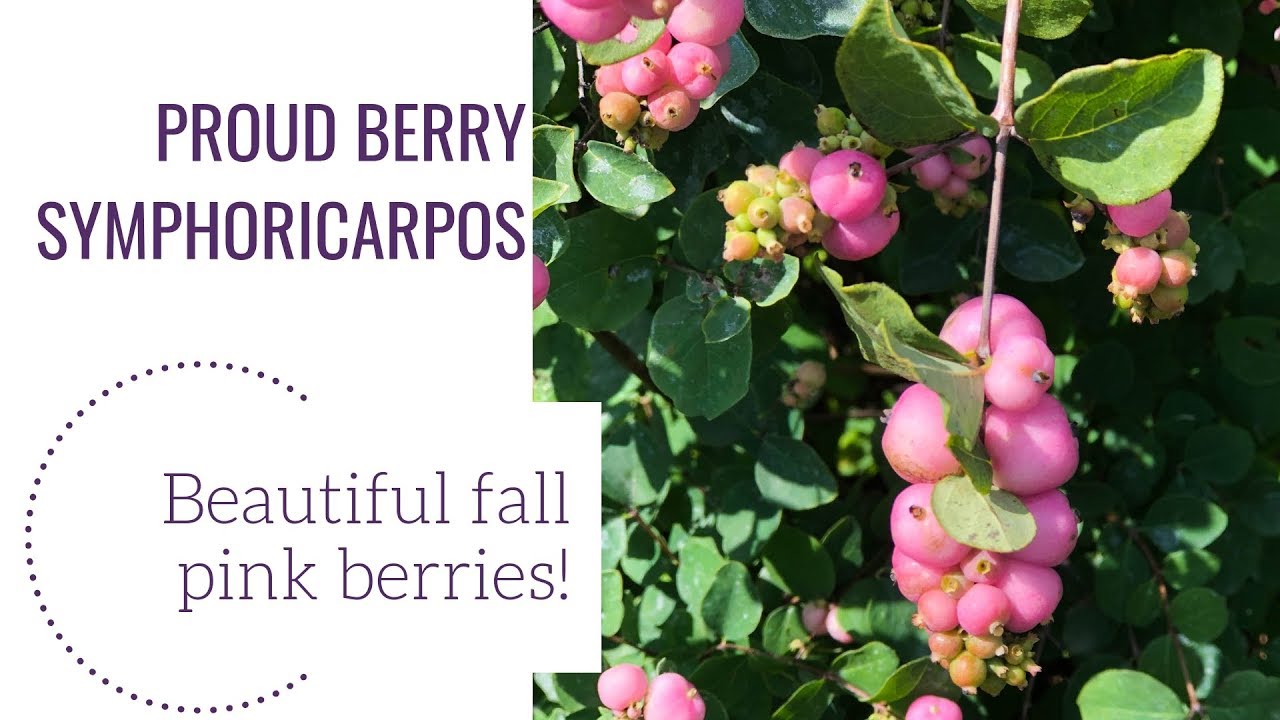 Proud Berry Symphoricarpos | gardencrossings.com