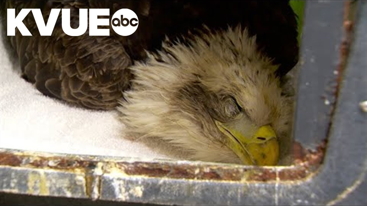 Badly injured bald eagle recovering in Central Texas rehab facility