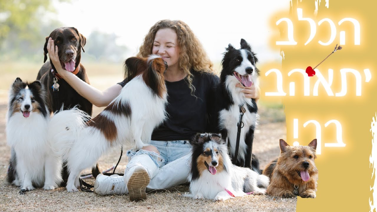 איך ללמד כלב לבוא אליי תמיד מרצונו? | תובנות מהטבע