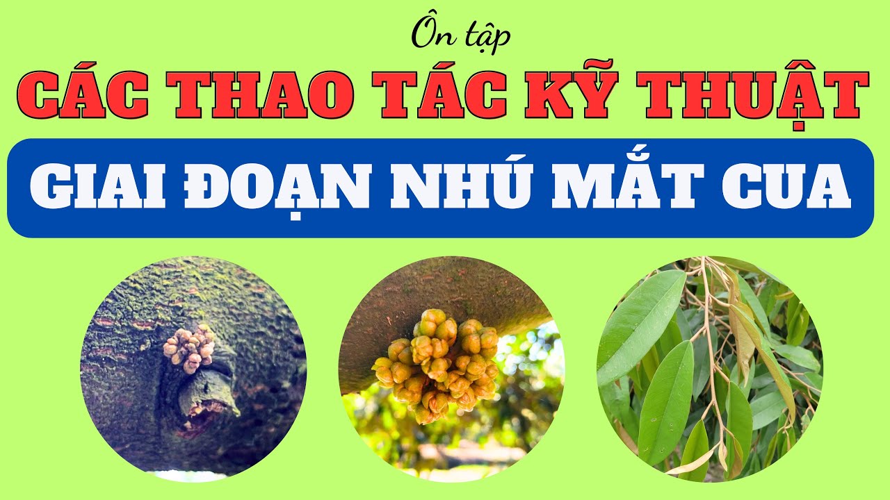 Ôn tập thao tác kỹ thuật 15 ngày đầu của mắt cua | Phá miên trạng - Kéo bông - Kéo đọt