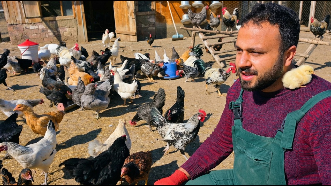 Annesiz Civciv Nerede? 🐣 | Tavuk Kümesi Tünek Yapımı ve Çiftlik İşleri