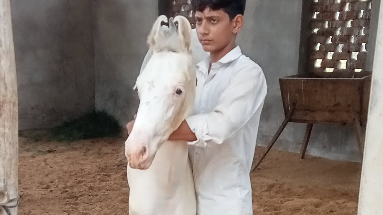 2 महीने की नुकरी बच्ची सेल के लिए सैनी हॉर्स फार्म जयपुर लालावास का बंदा 9829 35 5216