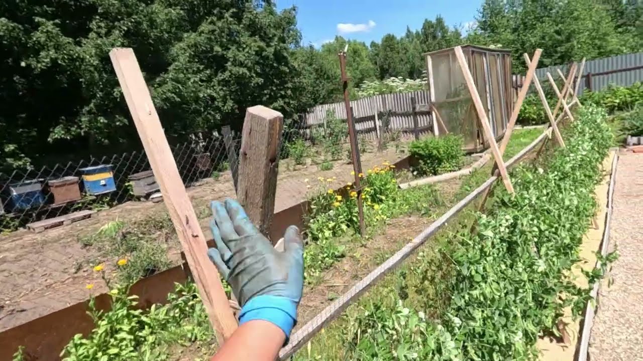 Обзор огорода 29.06.2024.
