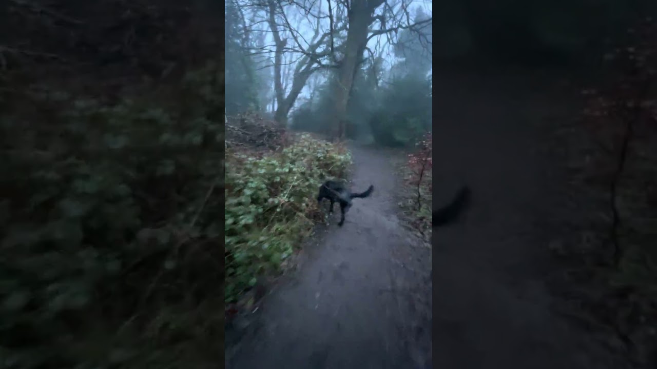 Walks in the woods 
