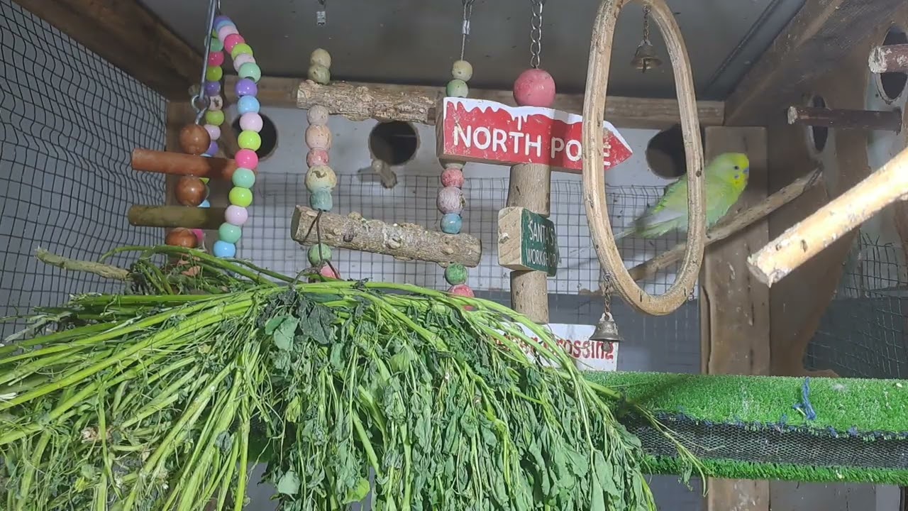 “Meet the smartest parrot on the internet 😎🦜 #Trending”