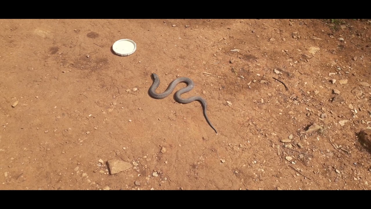 Rinkhals spits venom and plays dead