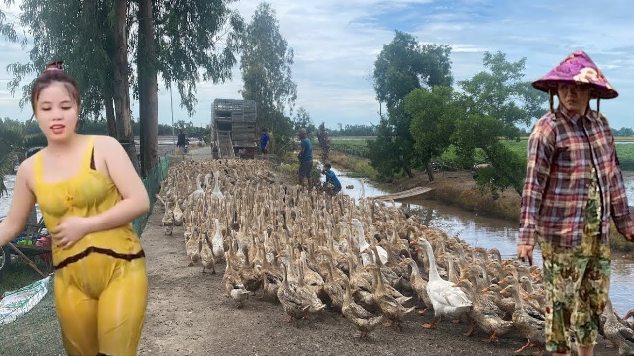 Full video : Close-up of a flock of ducks running chaotically in a rice field
