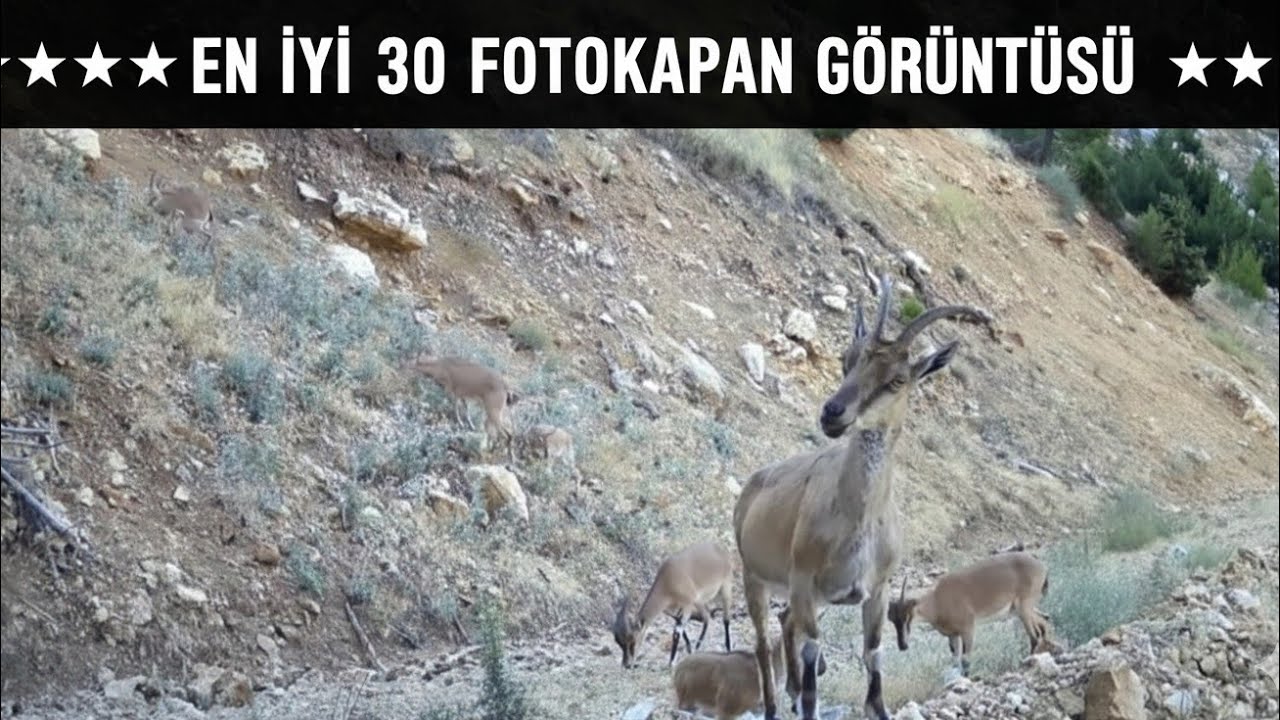 ⭐⭐⭐FOTOKAPANA YAKALANAN EN İYİ 30 FOTOKAPAN GÖRÜNTÜSÜ ! TOP 30 CAMERA TRAP VIDEOS !⭐⭐⭐