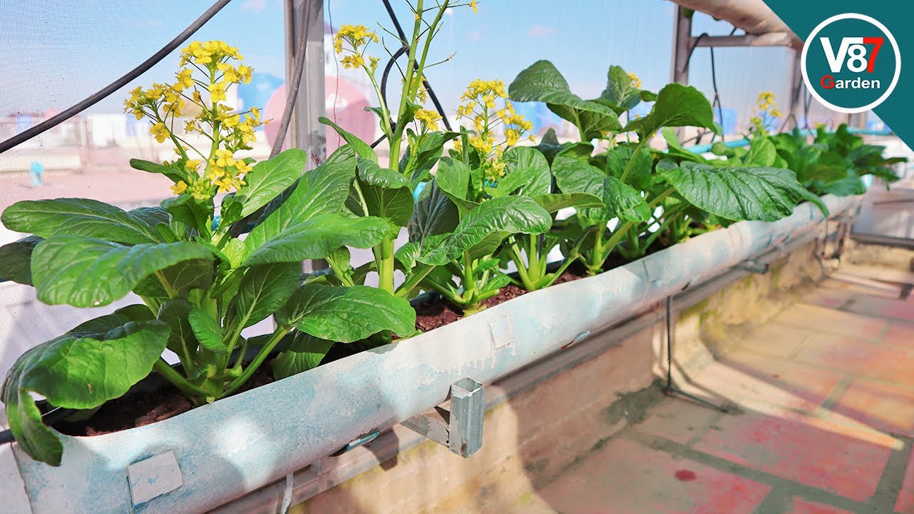 Easy Grow Choy Sum at Home For a Small Space