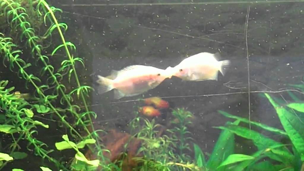 K&uuml;ssende Guramis I