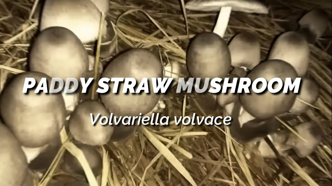 Paddy Straw Mushroom Farming (Volvariella Volvacea)